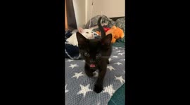 el pequeño rugido de Chimuelo