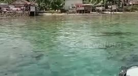 Crocodile emerges holding victim in its jaws in Indonesia