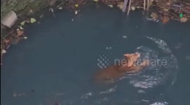 Stranded lion cub rescued from bottom of well in India