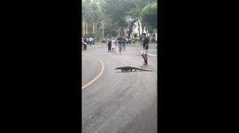 Monitor lizard saunters through busy park in Bangkok