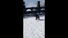 Monkey steals power bank and phone from tourist