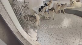 China: An Interactive Pet Experience Pavilion in Shanghai