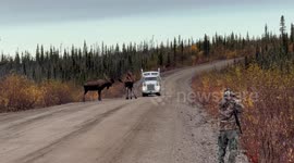 Two Bull Moose Headbutting on the Road