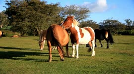 dartmoor ponies and fouls on dartmoor national park