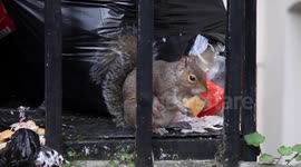 Hungry Squirrel