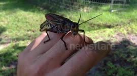 Grasshopper