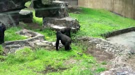 Baby Gorilla, San Francisco Zoo, Birth 7/17/13
