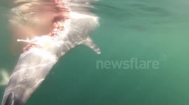 Sharks seen mauling dolphin carcass in Cornwall