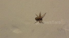 Spider