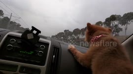 Dog tries to attack windscreen wipers