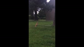 Dog tries to pull branch from tree!