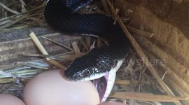 Hungry Little Snake