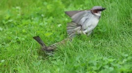 House sparrow couple perform courtship dance