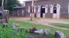 Naughty giraffe at London Zoo finally agrees to go to bed