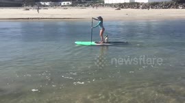 Dogs paddle boarding in Ocean