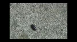 Following a Potato Bug (Armadillidium vulgare)