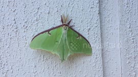 Amazing moth with hidden eyes