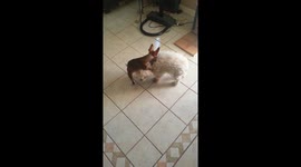 Chihuahua wrestles poodle