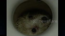 Firefighters save dog trapped in toilet in China