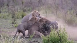 Lions hunt and kill buffalo at national park