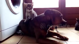 Gun, chien le plus patient au monde...