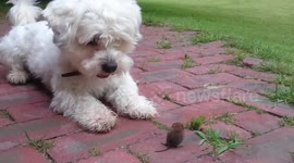 Cute dog plays with mouse