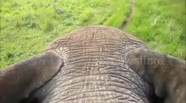 Driving a huge African Elephant bull