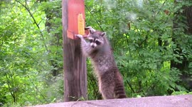 Determined raccoon grabs corn on the cob