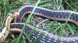 Snake tries to attack man in his garden