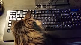 Cat fascinated by owner's computer keyboard