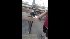 Magpie drinks alcohol and eats fried meat