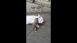 Bold rat bites cat