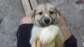 puppy like to tickle