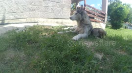 my puppy dont like recording him