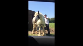 The dancing horse!!