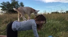 Instructor does yoga with a baby goat on her back
