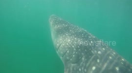 Amazing encounter with giant whale shark