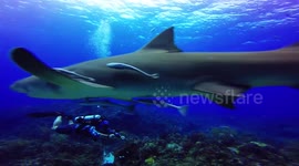Sharks surround divers off the coast of the Bahamas