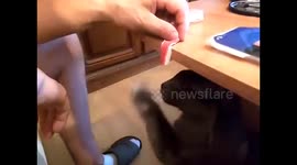 Nebelung cat VS crab stics