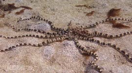 'Mimic Octopus' looks like a lionfish