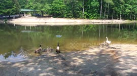 Goose attacks drone