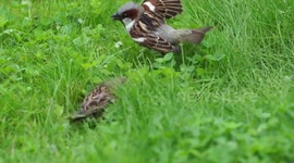 House sparrow couple perform courtship dance