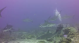 Shark Feeding Frenzy