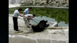 Two-year-old bear stuck its paw in well cover
