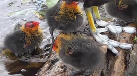 Newly-hatched coots try to keep up with their mum