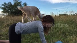 Instructor does yoga with a baby goat on her back