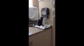Cat Clinic Papertowel Bandit