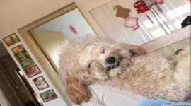 A dog can smile