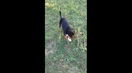 Dog steals fishing owner's catch