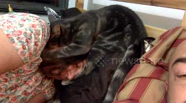 Cat gives owner a massage